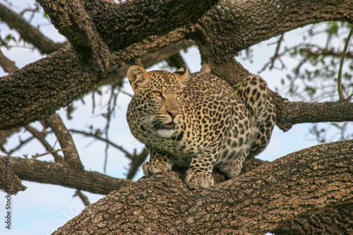 Serengeti National Park leopard Panthera pardus