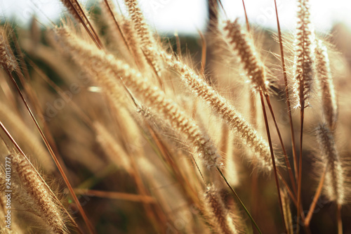 Beautiful of grass flower with sunset for nature background, soft and blurred focus