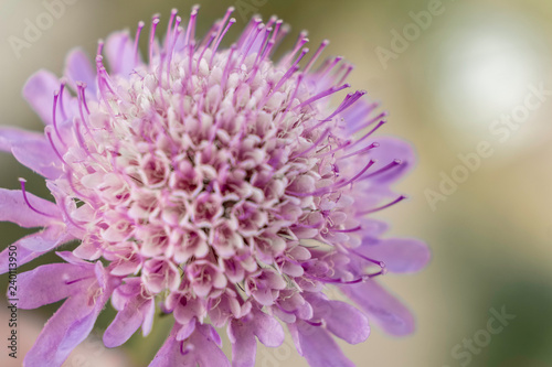 closeup of pink macro flower