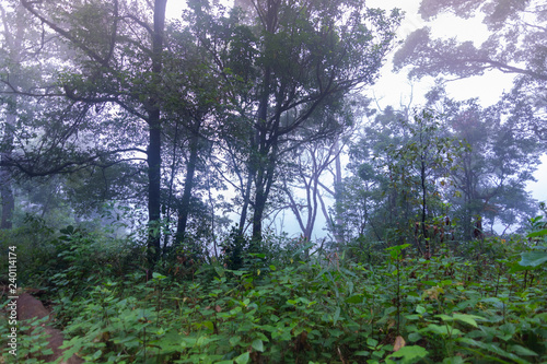 tropical rainforest plants at mon jong international park Chaingmai  Thailand