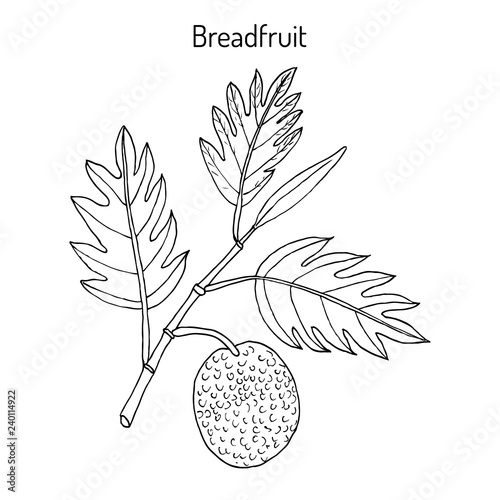 Breadfruit Artocarpus altilis , eatable and medicinal plant