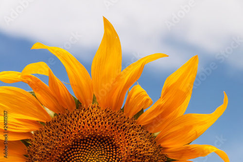 Fototapeta Naklejka Na Ścianę i Meble -  In the summer in the field of sunflowers