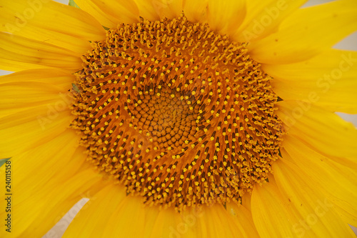 Fototapeta Naklejka Na Ścianę i Meble -  flores