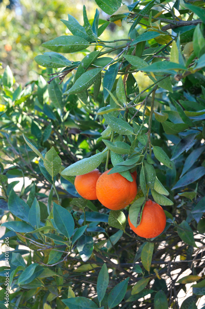 Citrus Grove clementine plot