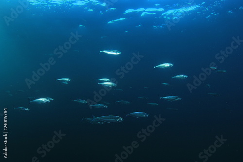 Mackerel fish in sea 