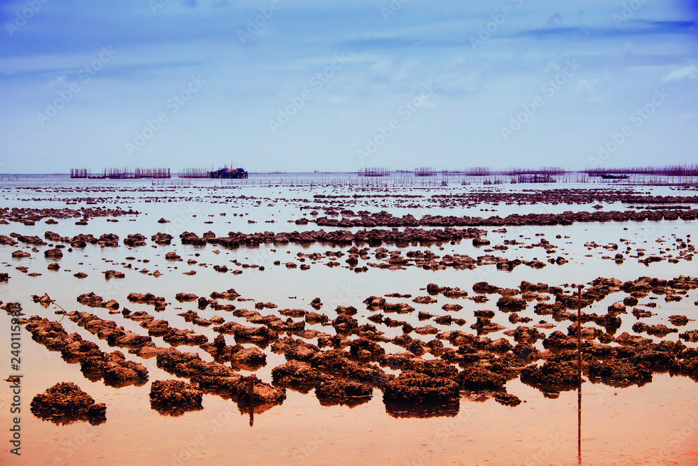 Fototapeta premium Natural oyster farms at sea in eastern thailand
