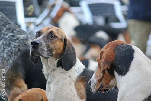 Canvastavla Foxhound hunt pack