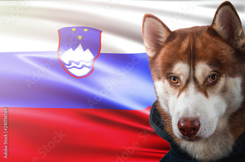 Patriotic dog proudly in front of Slovenia state flag. Portrait siberian husky in sweatshirt in the rays of bright sun. © Konstantin