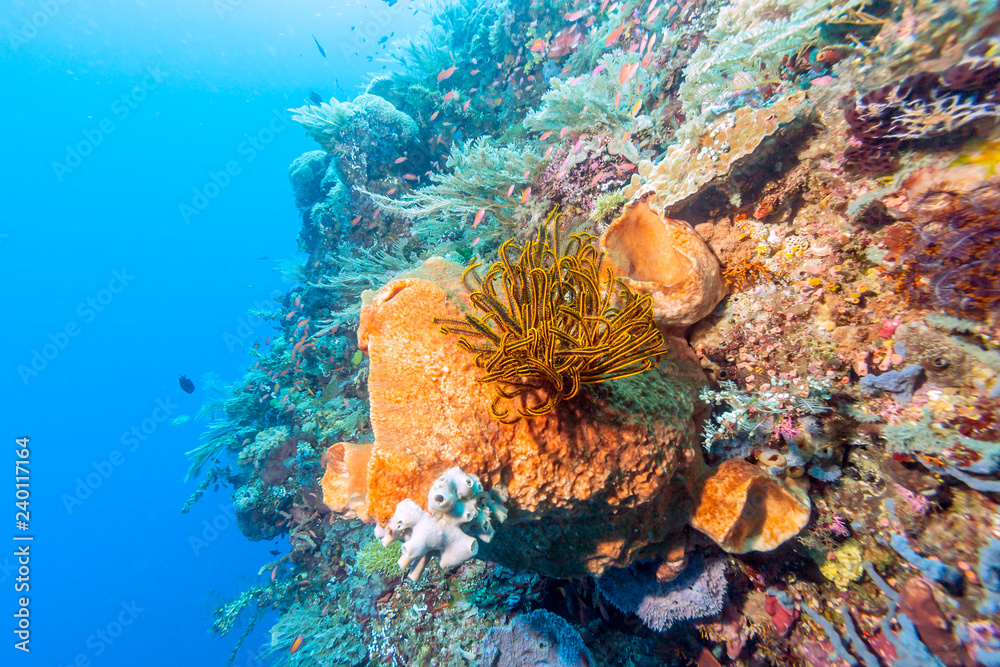 custom made wallpaper toronto digitalCoral garden in Caribbean