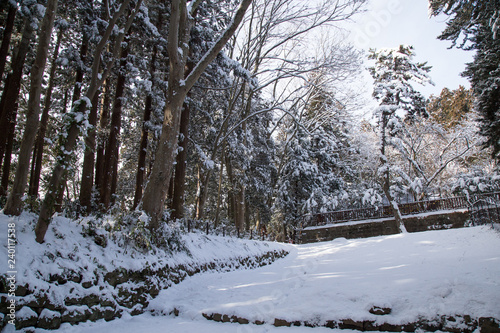 Wallpaper Mural Nature park walkway with snow ground to Zuihoden Mausoleum in Sendai, Japan Torontodigital.ca