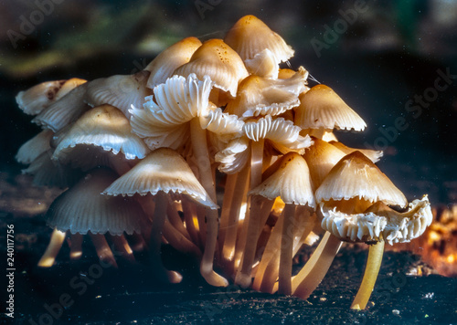 caprinus disseminatus mushroom in close up photo