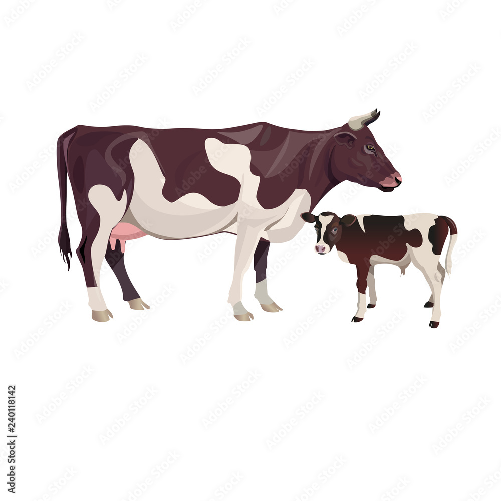 Cow mother with baby calf