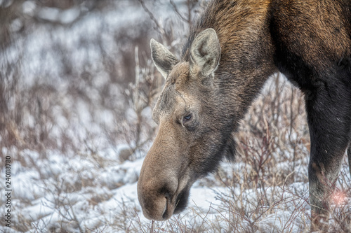 Though they're far fewer in numbers than previous years, the moose are still here, just takes a bit more work to see/locate them. © michel