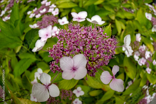 hydrangea flower detail photo