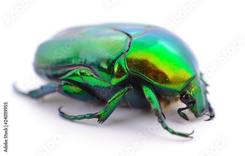 Green beetle on white.