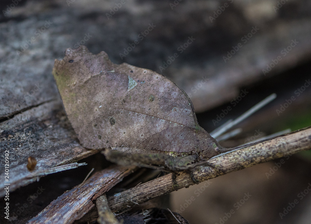 Obraz premium Amazon Rainforest Insect