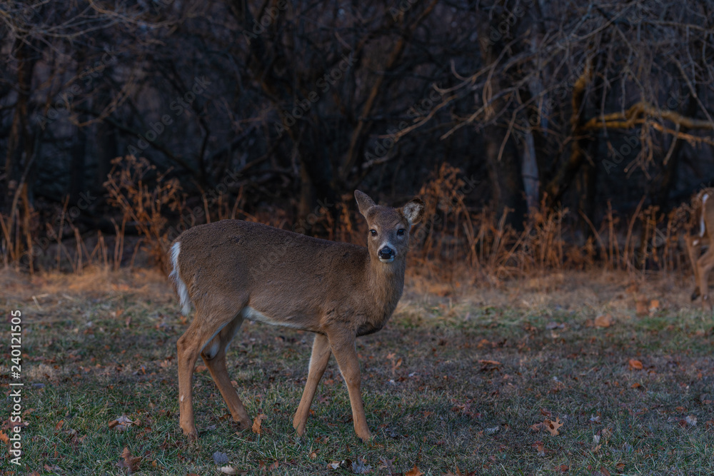 Deer in the forest at autumn Deer in the forest at autumn