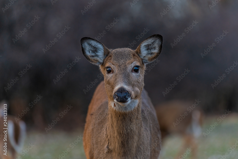 Young deer in the forest