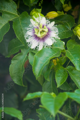 Passion Fruit flower