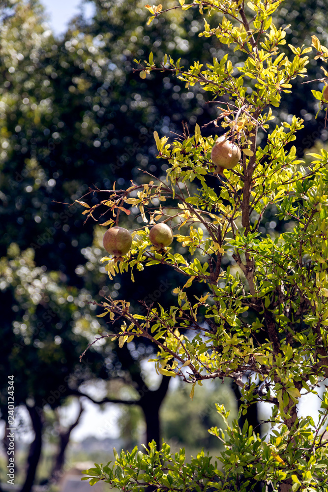 Fototapeta premium Pomegramate tree at St. Savior Armenian Convent in Jerusalem