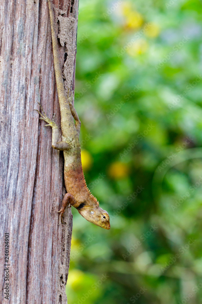 Image of chameleon on the tree on nature background. Reptile Image of chameleon on the tree on nature background. Reptile
