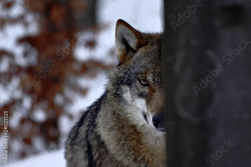beautiful wolf (canis lupus) in winter, wolf in snowy landscape, attractive winter scene with wolf, beautiful winter landscape, wolf in forest, winter scenery with big predator