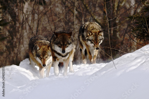 pack of wolves (canis lupus) in winter, wolfs running in snow, attractive winter scene with wolves , beautiful winter landscape with wolves