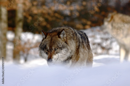 beautiful wolf  canis lupus  in winter  wolf in snowy landscape  attractive winter scene with wolf  beautiful winter landscape  wolf in forest  winter scenery with big predator