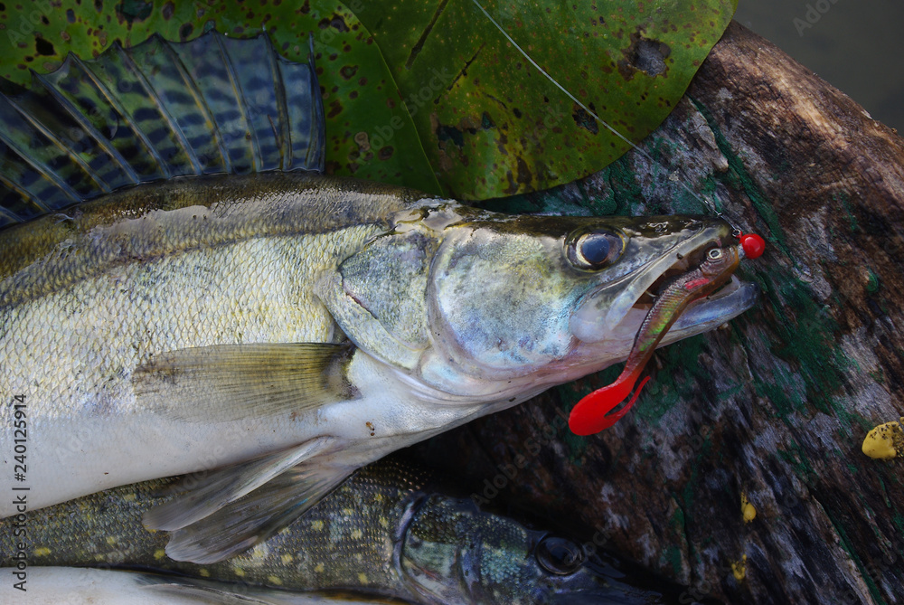 Zander fish Zander fish