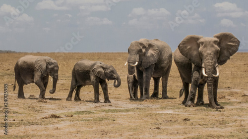 Elephants at Amboseli National Park  Kenya
