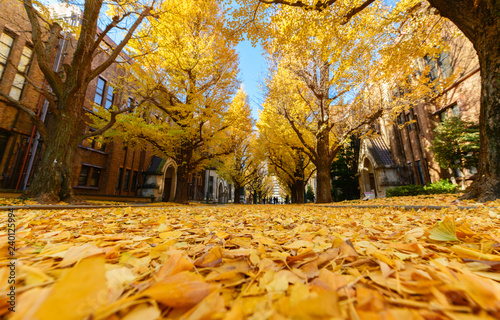 Photography Ginkgo leaves on road, autumn season in japan