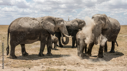 Elephants at Amboseli National Park  Kenya