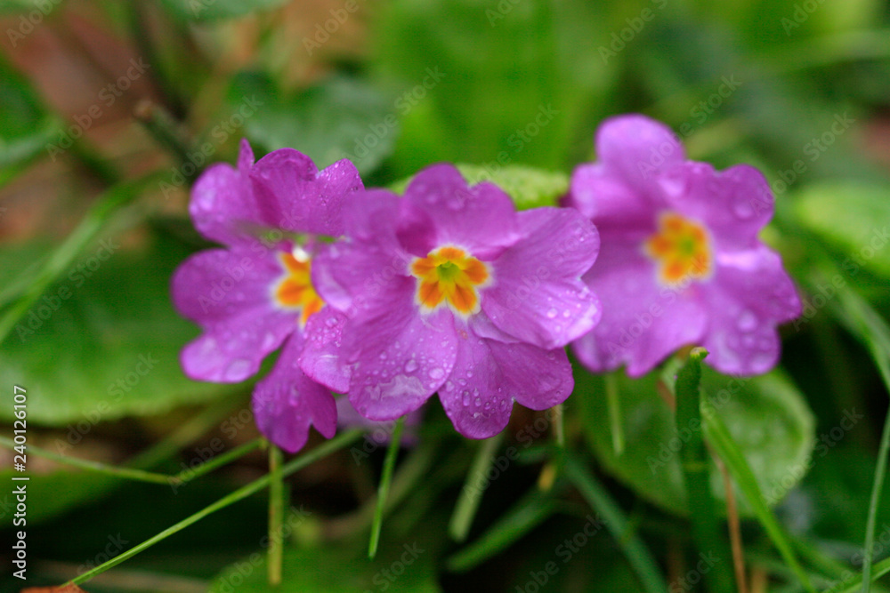 purple flowers in the garden