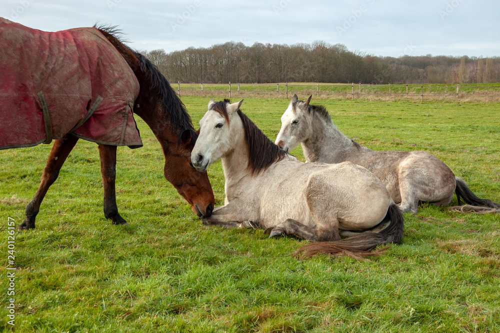 Obraz premium Horses