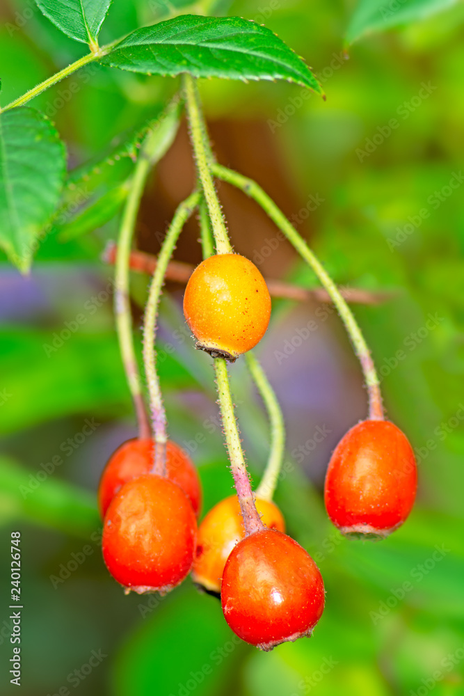 Red ripe rose hips in the garden Red ripe rose hips in the garden