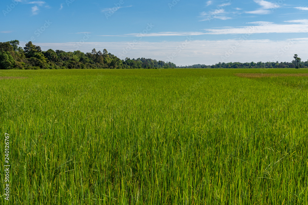 Rice field in Cambodia