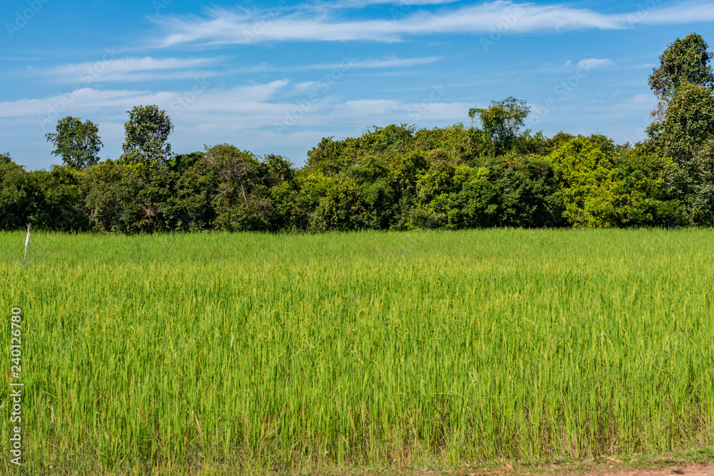 Fototapeta premium Rice field in Cambodia