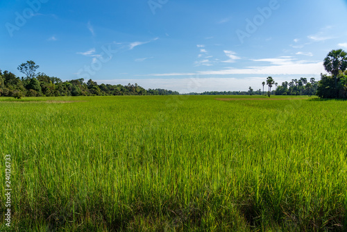 Rice field in Cambodia
