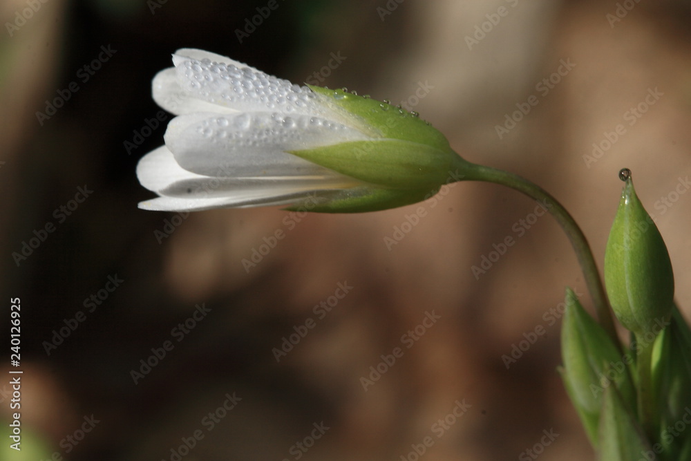 lily of the valley lily of the valley