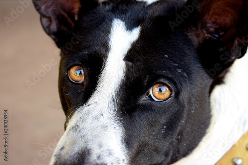 portrait of a black and white dog