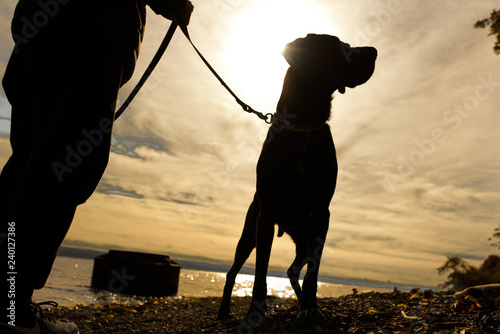 Dog on leash looking away
