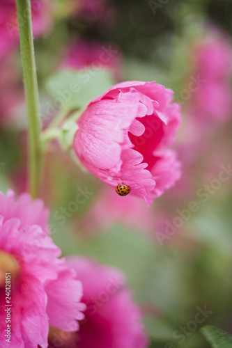 Flower02