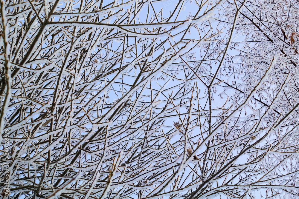 Obraz premium Beautiful winter landscape. Frozen trees in a cold forest in winter against the sky. Christmas background