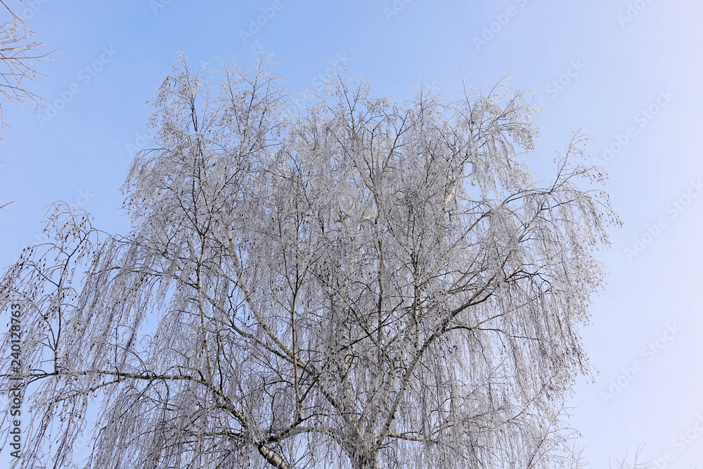 Beautiful winter landscape. Frozen trees in a cold forest in winter against the sky. Christmas background Beautiful winter landscape. Frozen trees in a cold forest in winter against the sky. Christmas background