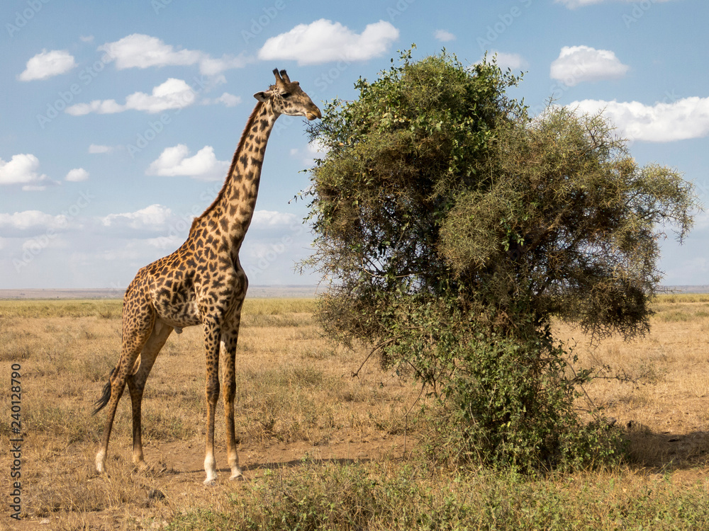 Fototapeta premium Giraffe at Masai Mara National Park, Kenya