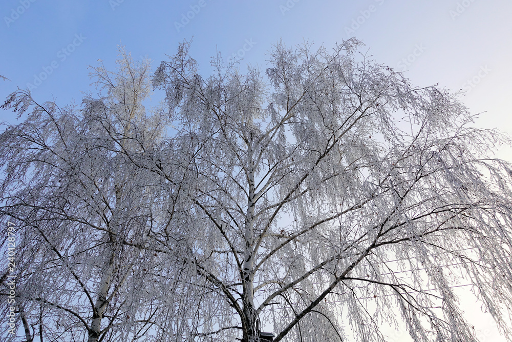 Beautiful winter landscape. Frozen trees in a cold forest in winter against the sky. Christmas background Beautiful winter landscape. Frozen trees in a cold forest in winter against the sky. Christmas background