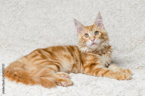 рыжий кот мейн-кун лежит на диване © jeka_pi