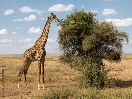 Giraffe at Masai Mara National Park, Kenya