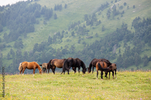 horses on the plateau of Lago Naki - plateau in the Western Caucasus, at altitudes up to 2200 meters