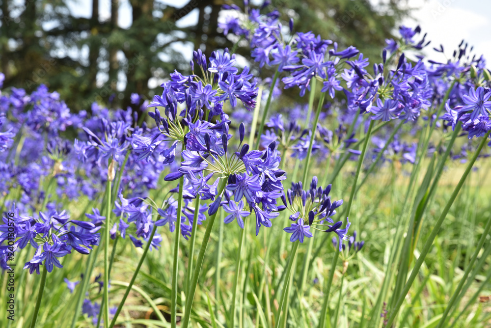 Agapanthe bleue Agapanthe bleue